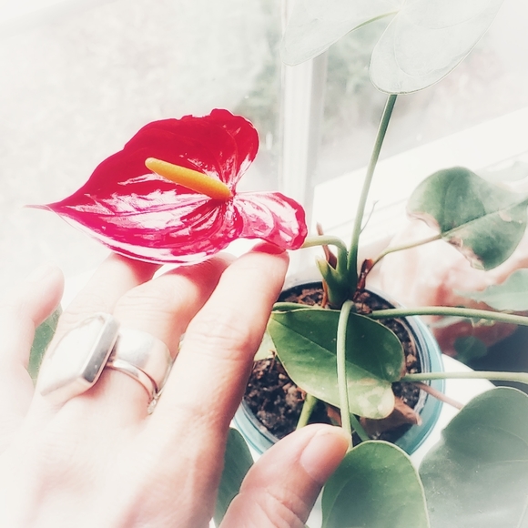 Meet your Posher, Glory✨Posh Ambassador - Picture 16 of 16